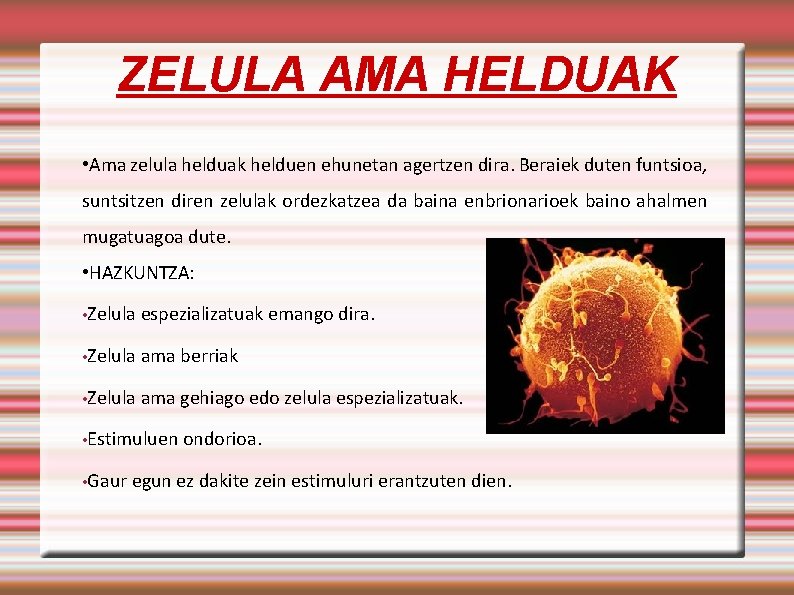 ZELULA AMA HELDUAK • Ama zelula helduak helduen ehunetan agertzen dira. Beraiek duten funtsioa,