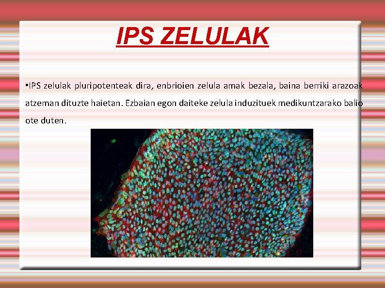 IPS ZELULAK • IPS zelulak pluripotenteak dira, enbrioien zelula amak bezala, baina berriki arazoak