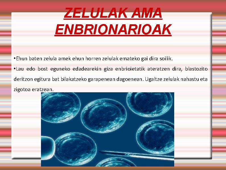 ZELULAK AMA ENBRIONARIOAK • Ehun baten zelula amek ehun horren zelulak emateko gai dira