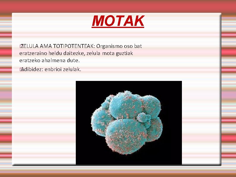 MOTAK � ZELULA AMA TOTIPOTENTEAK: Organismo oso bat eratzeraino heldu daitezke, zelula mota guztiak