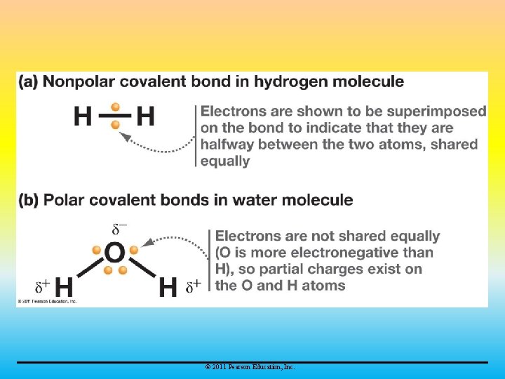 © 2011 Pearson Education, Inc. 