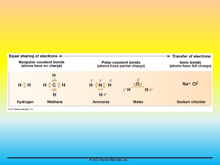 © 2011 Pearson Education, Inc. 