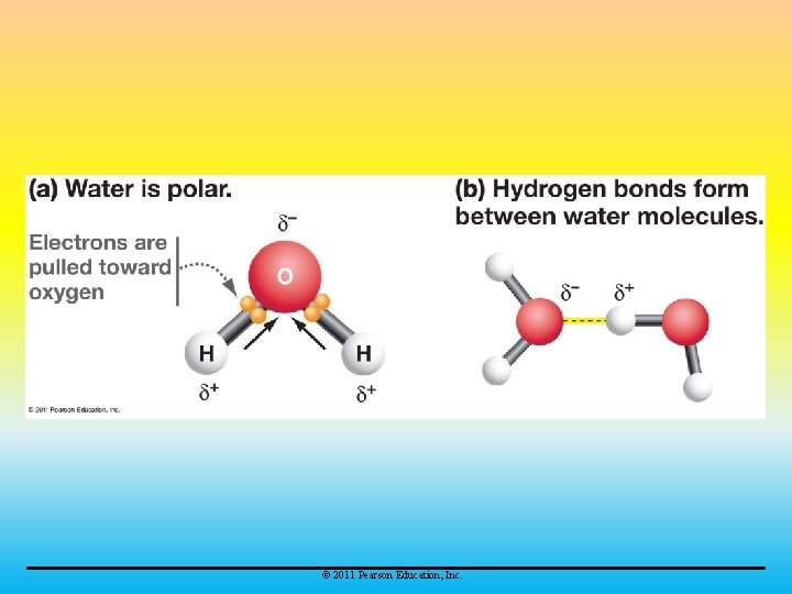 © 2011 Pearson Education, Inc. 
