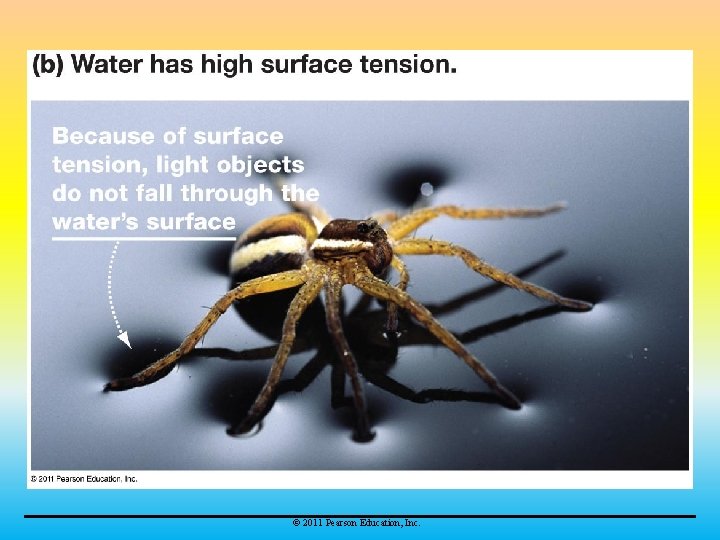 © 2011 Pearson Education, Inc. 