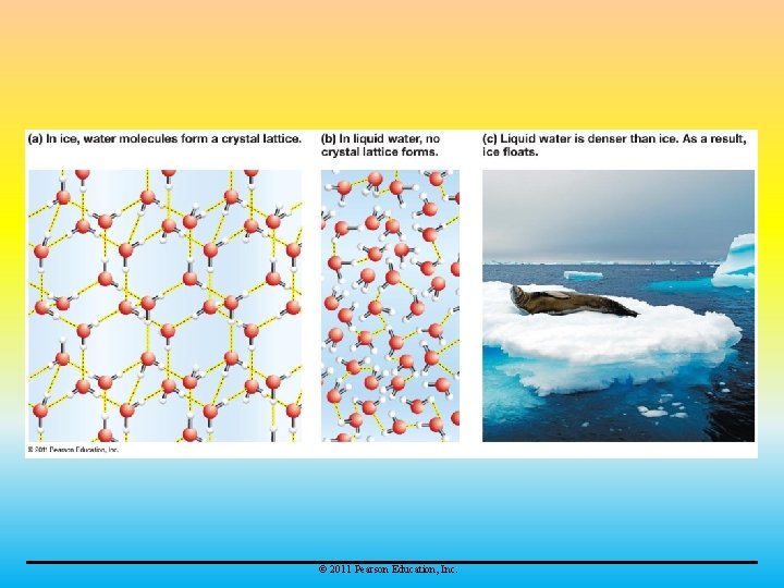 © 2011 Pearson Education, Inc. 