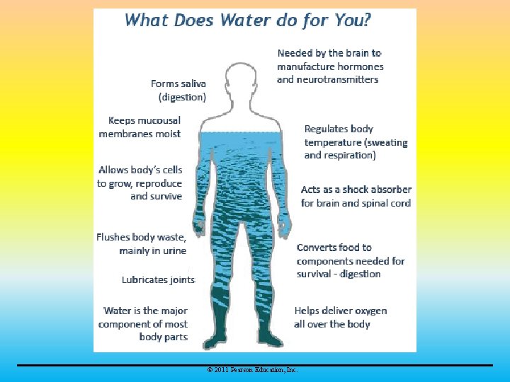 © 2011 Pearson Education, Inc. 