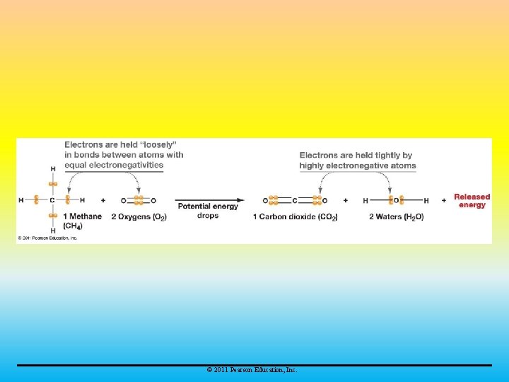 © 2011 Pearson Education, Inc. 