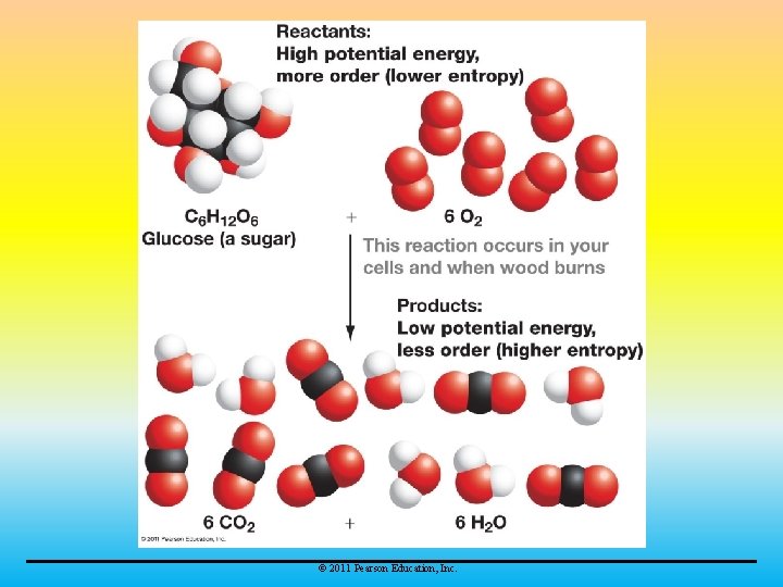 © 2011 Pearson Education, Inc. 