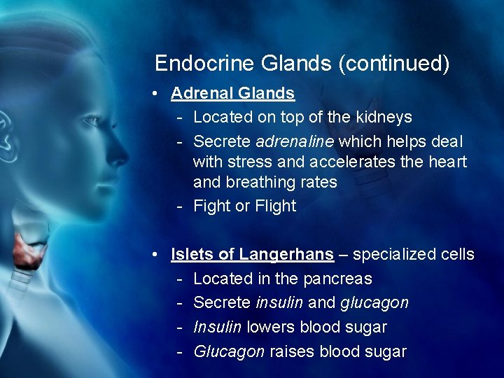 Endocrine Glands (continued) • Adrenal Glands - Located on top of the kidneys -