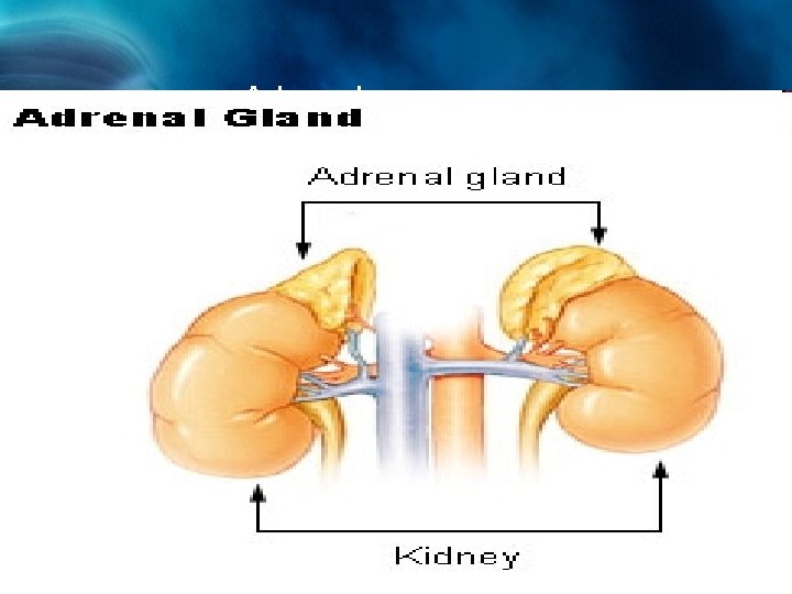 Adrenals The adrenal glands Adrenals produce adrenaline in response to physical and emotional stress.