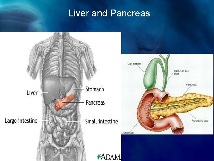 Liver and Pancreas 