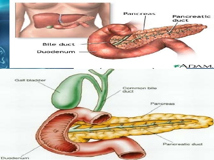 Pancreas The pancreas produces insulin which controls sugar levels in the blood. 