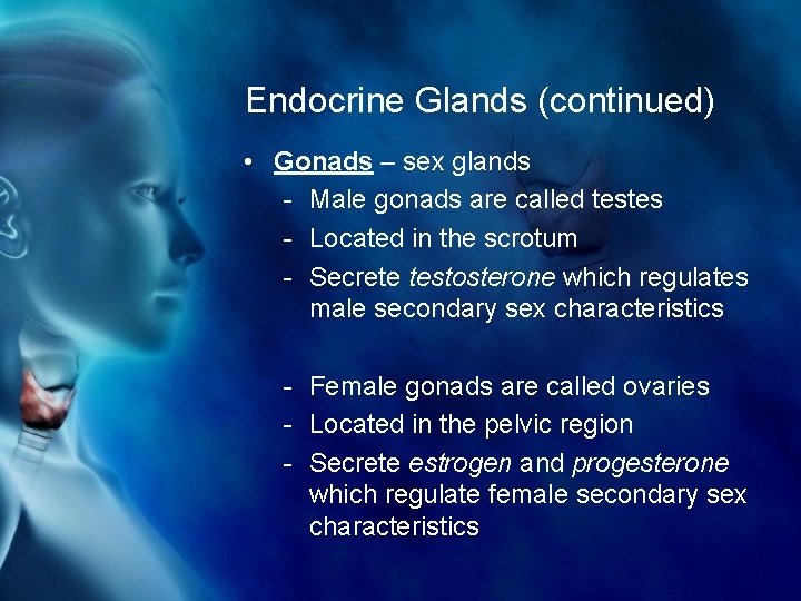 Endocrine Glands (continued) • Gonads – sex glands - Male gonads are called testes