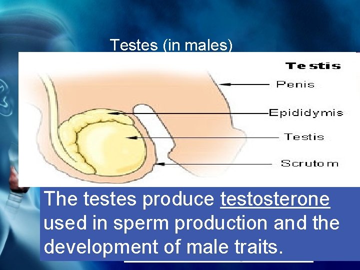 Testes (in males) Testes The testes produce testosterone used in sperm production and the