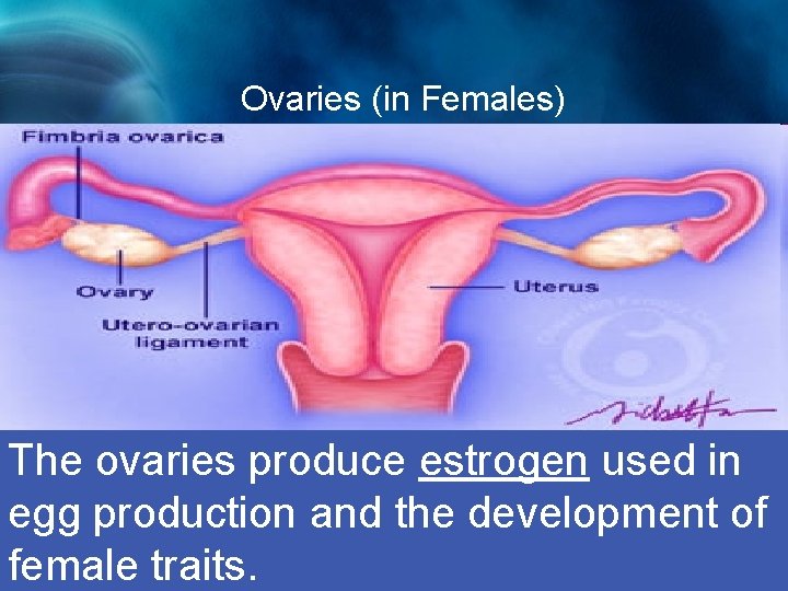 Ovaries (in Females) Ovaries The ovaries produce estrogen used in egg production and the