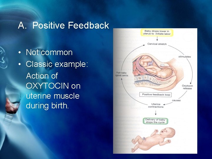 A. Positive Feedback • Not common • Classic example: Action of OXYTOCIN on uterine
