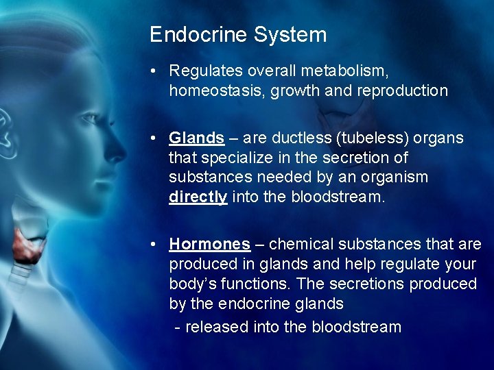 Endocrine System • Regulates overall metabolism, homeostasis, growth and reproduction • Glands – are