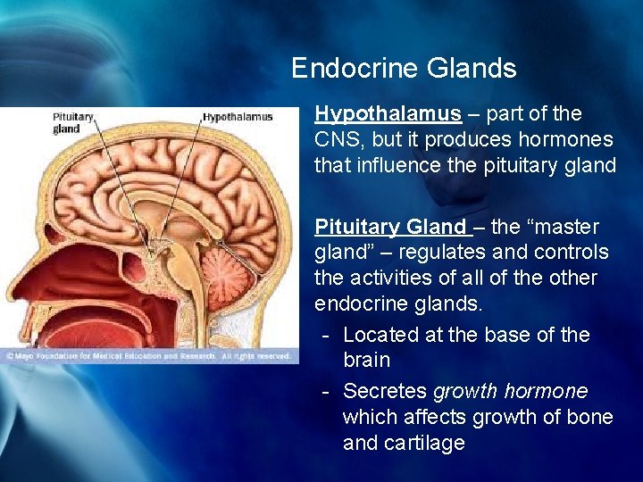 Endocrine Glands • Hypothalamus – part of the CNS, but it produces hormones that