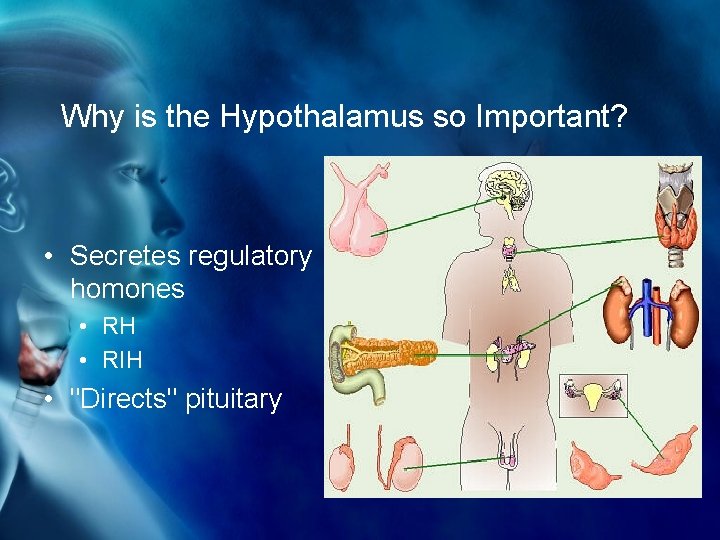 Why is the Hypothalamus so Important? • Secretes regulatory homones • RH • RIH