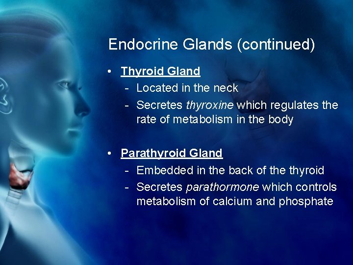 Endocrine Glands (continued) • Thyroid Gland - Located in the neck - Secretes thyroxine
