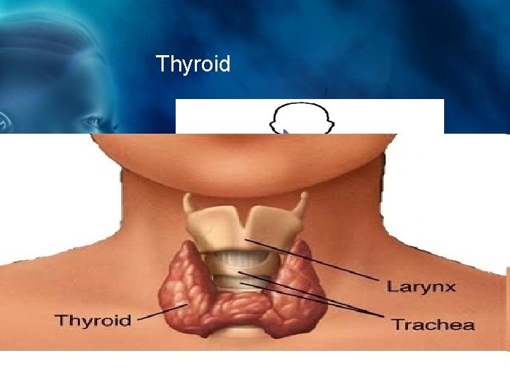 Thyroid The thyroid gland produces thyroxin to regulate metabolism. 