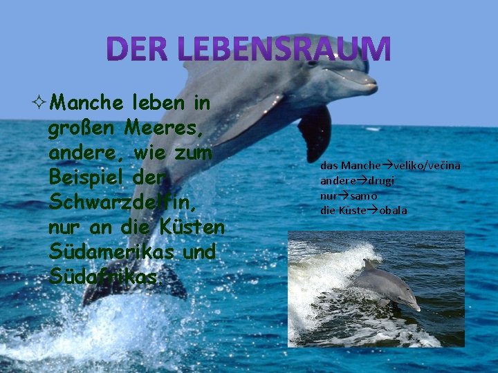 ²Manche leben in großen Meeres, andere, wie zum Beispiel der Schwarzdelfin, nur an die