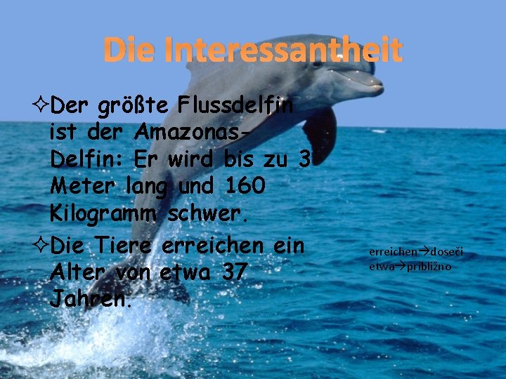 Die Interessantheit ²Der größte Flussdelfin ist der Amazonas. Delfin: Er wird bis zu 3