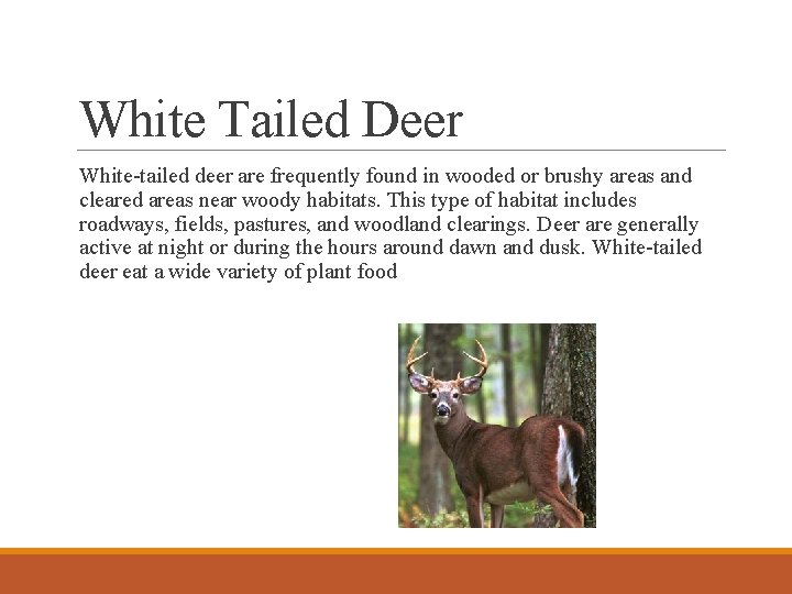 White Tailed Deer White-tailed deer are frequently found in wooded or brushy areas and