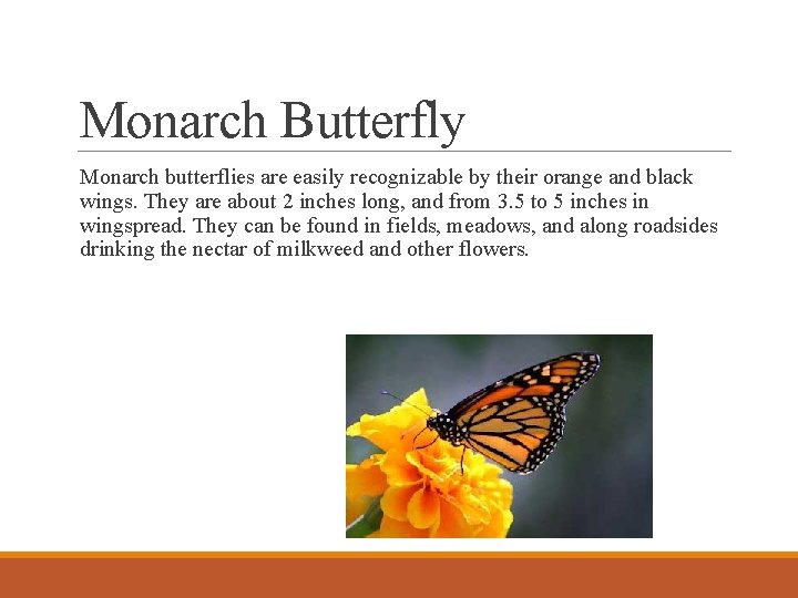 Monarch Butterfly Monarch butterflies are easily recognizable by their orange and black wings. They