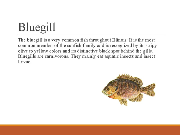 Bluegill The bluegill is a very common fish throughout Illinois. It is the most