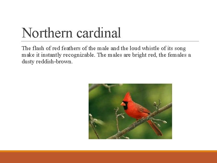 Northern cardinal The flash of red feathers of the male and the loud whistle