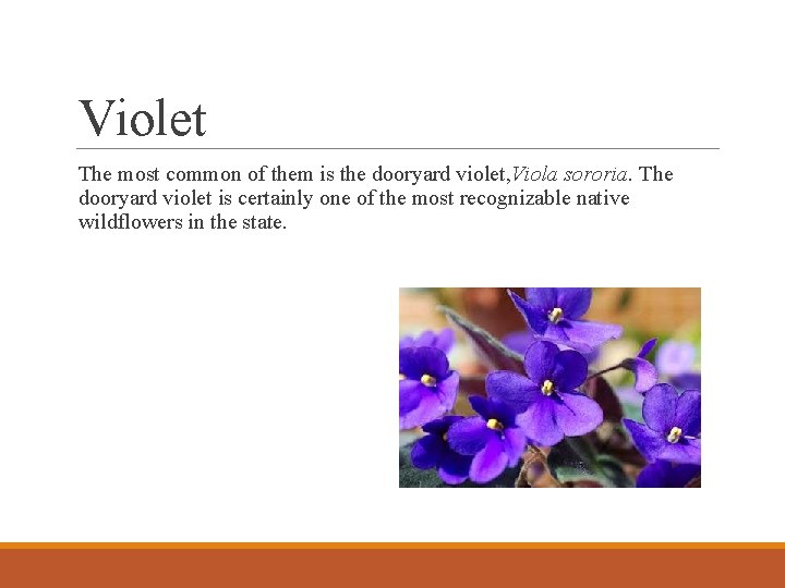 Violet The most common of them is the dooryard violet, Viola sororia. The dooryard