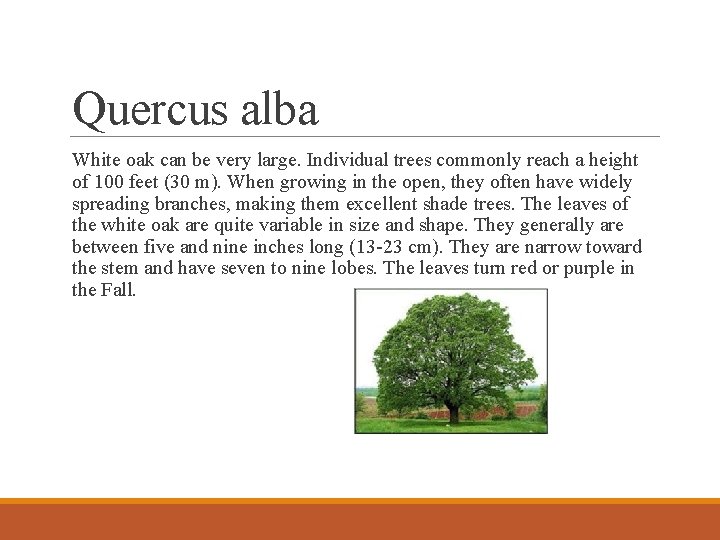 Quercus alba White oak can be very large. Individual trees commonly reach a height