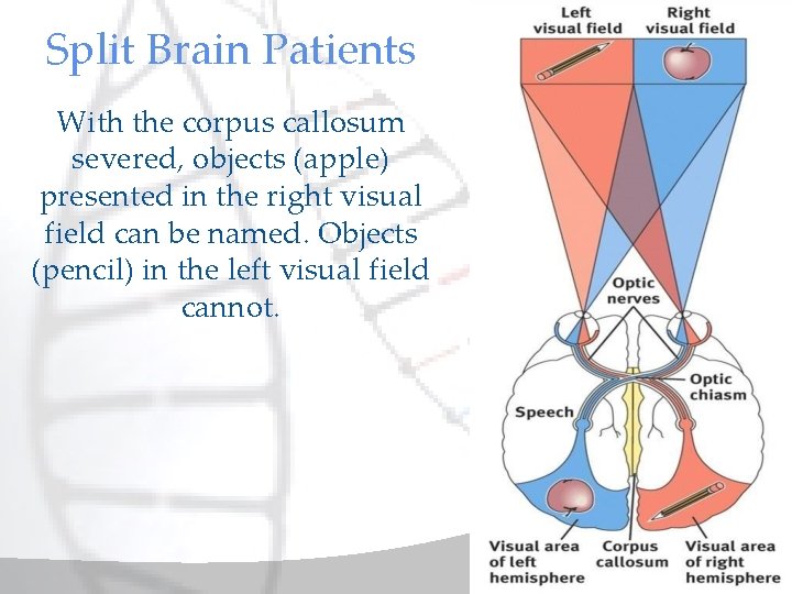 Split Brain Patients With the corpus callosum severed, objects (apple) presented in the right