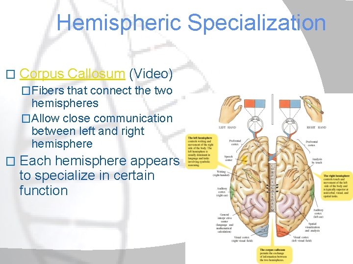 Hemispheric Specialization � Corpus Callosum (Video) �Fibers that connect the two hemispheres �Allow close