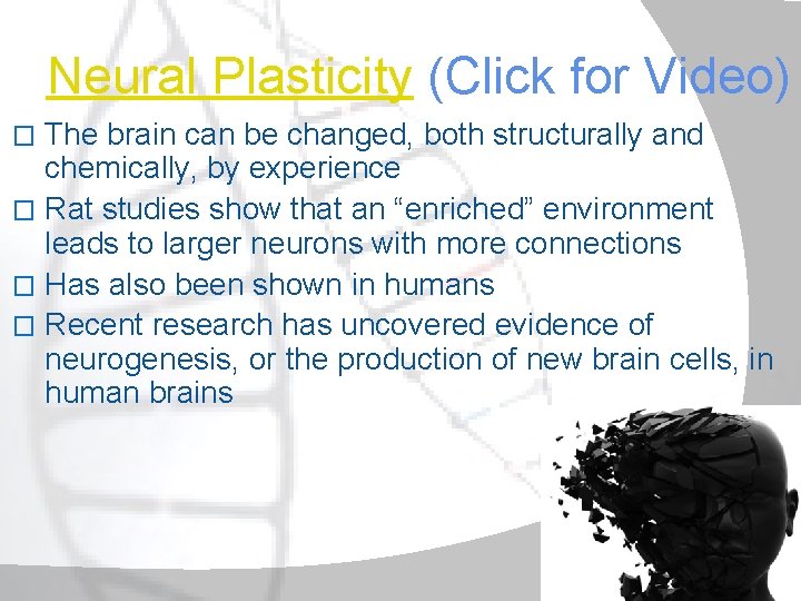 Neural Plasticity (Click for Video) The brain can be changed, both structurally and chemically,