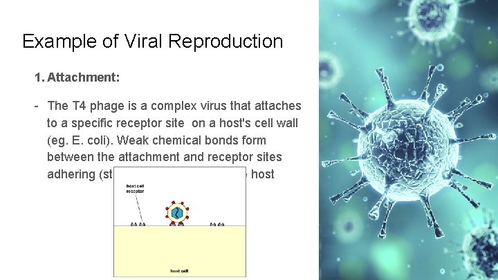 Example of Viral Reproduction 1. Attachment: - The T 4 phage is a complex