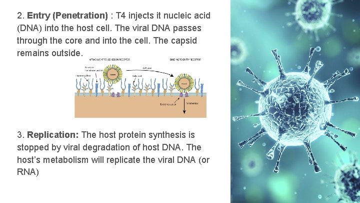 2. Entry (Penetration) : T 4 injects it nucleic acid (DNA) into the host