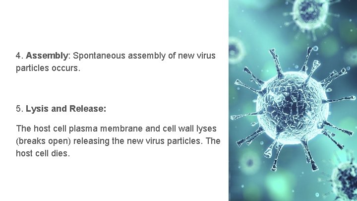 4. Assembly: Spontaneous assembly of new virus particles occurs. 5. Lysis and Release: The