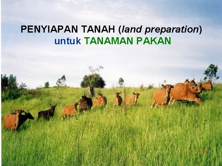 PENYIAPAN TANAH (land preparation) untuk TANAMAN PAKAN 