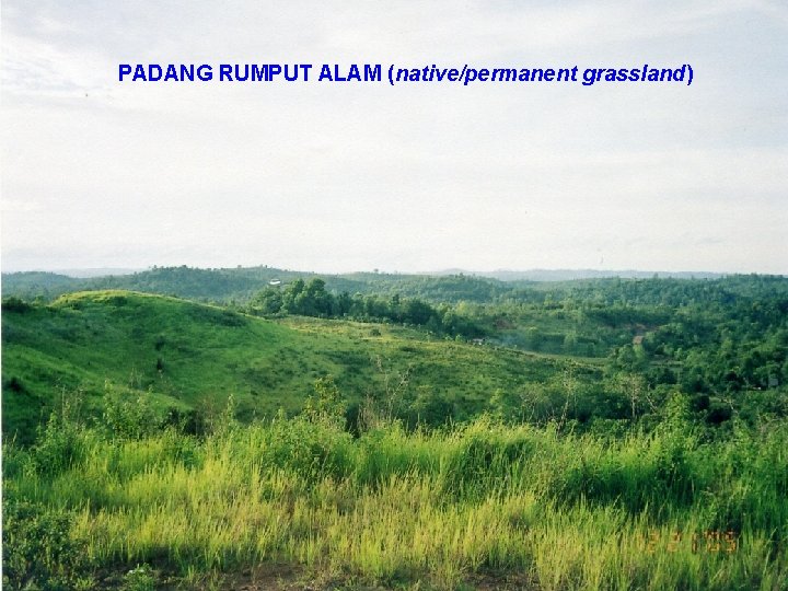 PADANG RUMPUT ALAM (native/permanent grassland) 