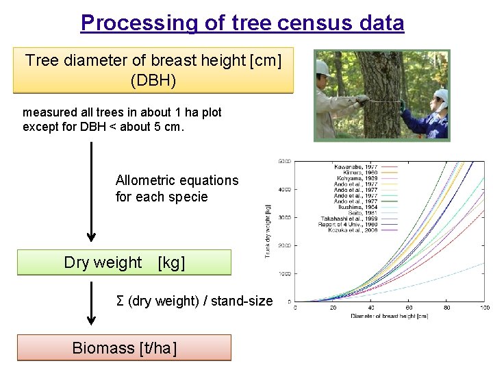 Processing of tree census data Tree diameter of breast height [cm] (DBH) measured all