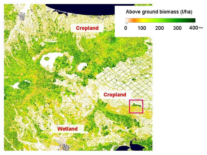Above ground biomass (t/ha) Cropland 0 Cropland Wetland 100 200 300 400～ 
