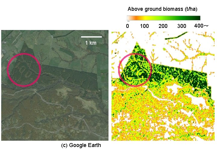 Above ground biomass (t/ha) 0 1 km (c) Google Earth 100 200 300 400～