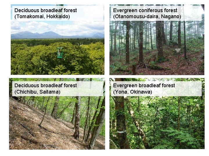 Deciduous broadleaf forest (Tomakomai, Hokkaido) Evergreen coniferous forest (Otanomousu-daira, Nagano) Deciduous broadleaf forest (Chichibu,