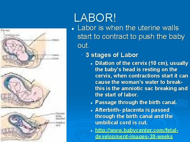 LABOR! l Labor is when the uterine walls start to contract to push the