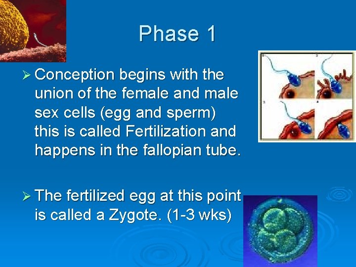 Phase 1 Ø Conception begins with the union of the female and male sex