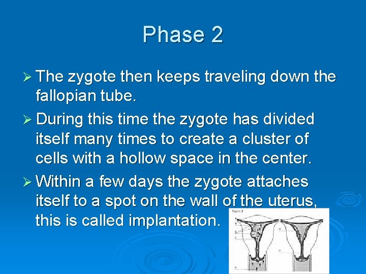Phase 2 Ø The zygote then keeps traveling down the fallopian tube. Ø During