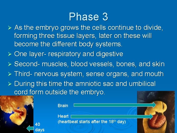 Phase 3 As the embryo grows the cells continue to divide, forming three tissue