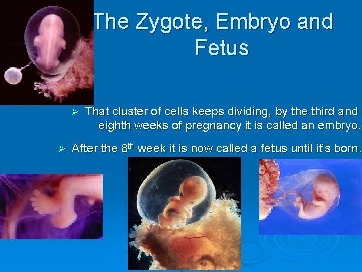 The Zygote, Embryo and Fetus Ø Ø That cluster of cells keeps dividing, by